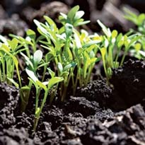 Почва для посева семян на рассаду 
