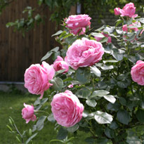 Выбираем сорт розы: флорибунда, плетистая, шраб, чайно-гибридная или...
