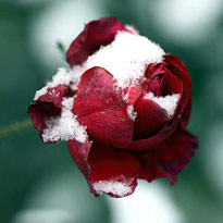 Закаливание роз