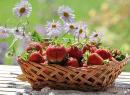 Выращивание клубники: пять советов как получить хороший урожай