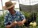 Морозостойкие розы Пинга Лима: интервью с селекционером  