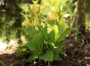 Венерин башмачок (кипрепедиум): выращиваем в саду