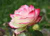 Сорта роз Флорибунда. Фото