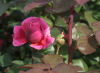 Розы: чайно-гибридные сорта. Фото
