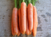 Морковь. Сорта для подзимнего посева. Фото