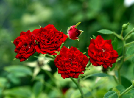 Сорта современной розы. Фото