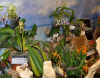 Выставка "Орхидеи без границ", Москва, 15-23 ноября 2014